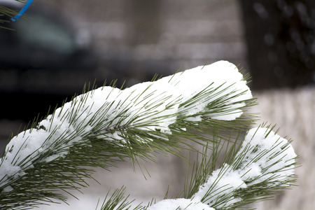 Pine branchの写真素材