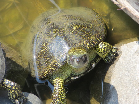 little turtleの写真素材