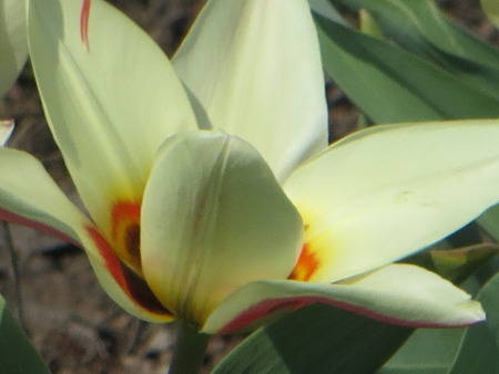 yellow tulipsの写真素材