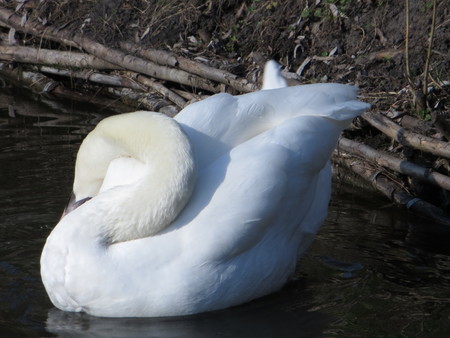 white swanの写真素材