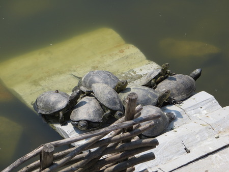 Little turtlesの写真素材