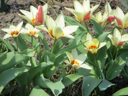 yellow tulipsの写真素材