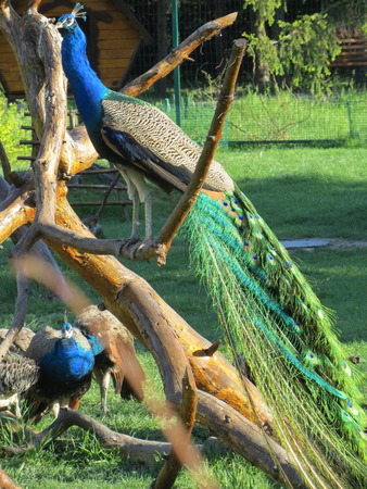 peacocksの写真素材