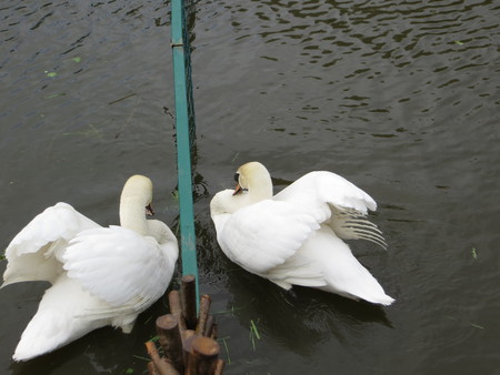 two white swansの写真素材