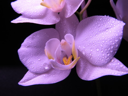 purple orchidの写真素材