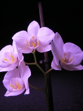 purple orchidの写真素材