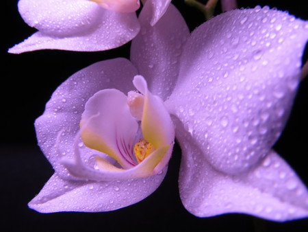 purple orchidの写真素材