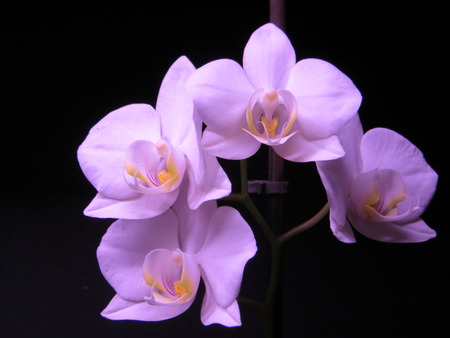 purple orchidの写真素材