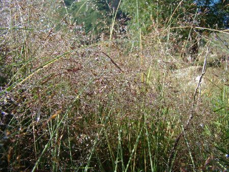 grass with water dropsの写真素材