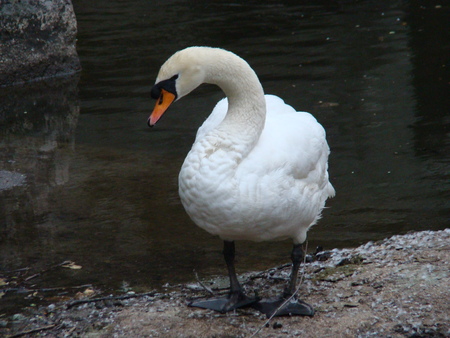 white swanの写真素材