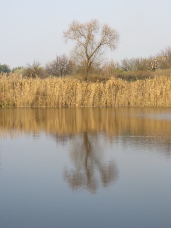 Summer pondの写真素材