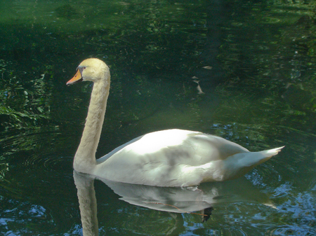 white swanの写真素材