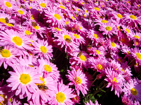 chrysanthemumの写真素材