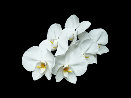 orchidの写真素材