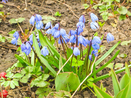Snowdrops on early spring