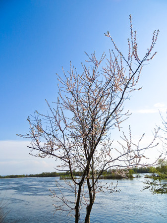 apricot tree in blossom on springの写真素材