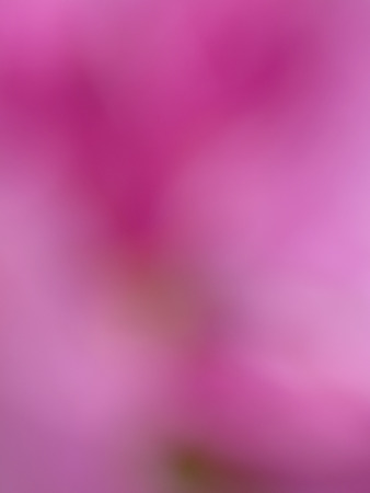 natural pink backgroundの写真素材