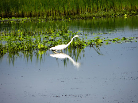 Great Egret (Ardea alba) in a marshの写真素材
