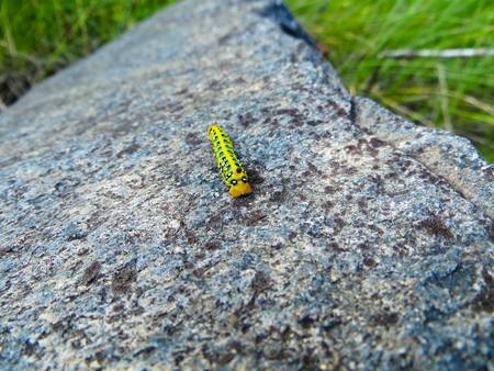 Hawk-moth caterpillarの写真素材