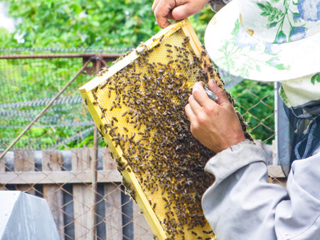 Beekeeper checking honeycombs