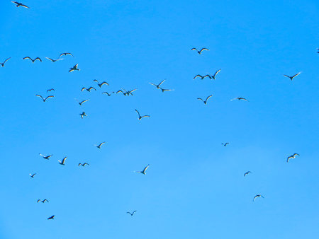 Gulls in the blue skyの写真素材