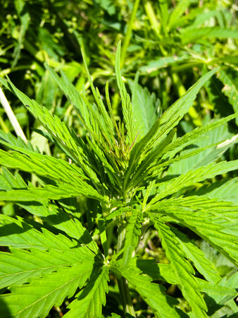 Bushes of the cannabis plantの写真素材