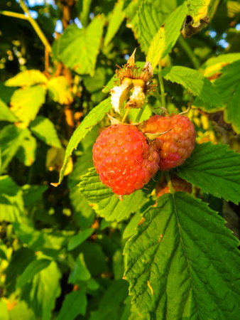 Red ripe raspberries on a branch