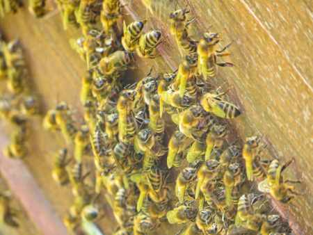 Honey bees at the entrance to their beehiveの写真素材