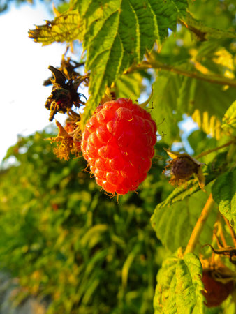 Red ripe raspberries on a branch