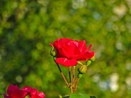 Red rose flowers on a bush in a gardenの写真素材