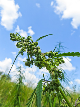 Close flowers of the cannabis plantの写真素材