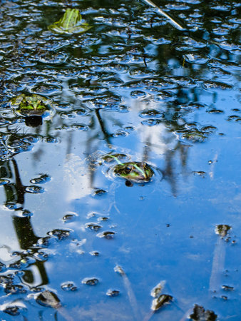 Green frogs in a swamp