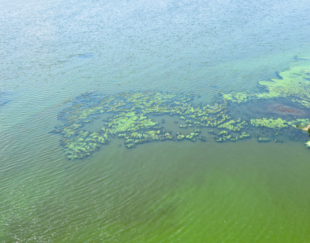 Green algae on a surface of the waterの写真素材