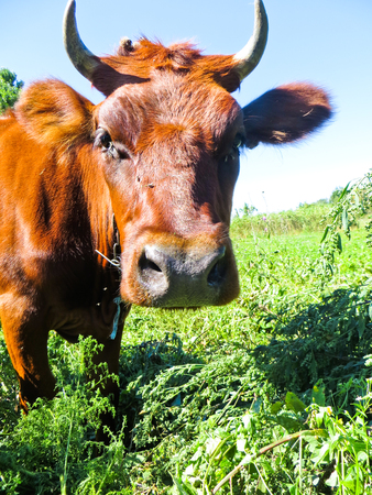 Close-up of the brown cowの写真素材