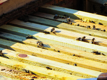 Honey bees in their beehive