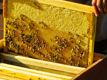 Honey bees on a honeycombs