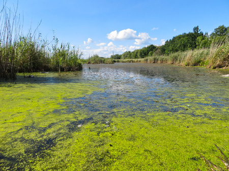 Green algae on a surface of the lakeの写真素材