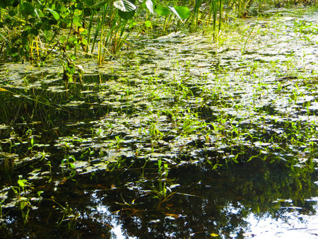 Swamp in a forest