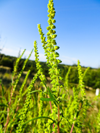 Close-up of ragweed, ambrosia plant (artemisiifolia)の写真素材