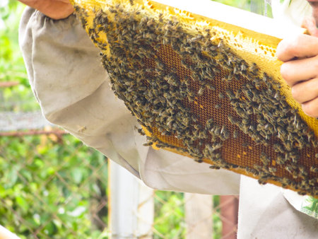 Honey bees at the entrance to their beehive