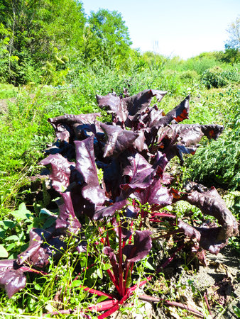 Beets in a garden