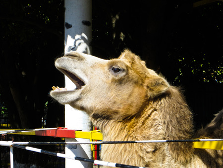 Profile of the camel at the zooの写真素材