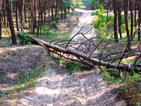 The pine tree has fallen across the roadの写真素材