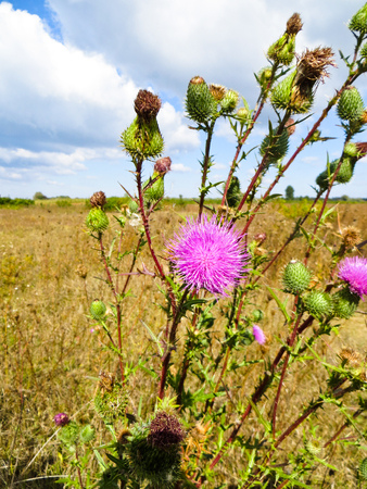 Purple thistle flower growing on the meadowの写真素材