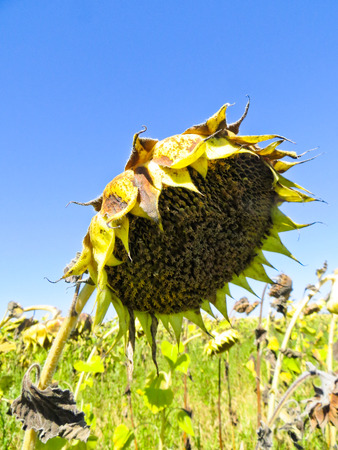 Ripe sunflowerの写真素材