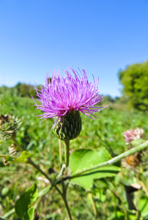Purple thistle flower growing on the meadowの写真素材