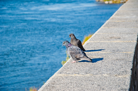 Pigeons on ebankment of the river Dnieper in Kremenchug, Ukraineの写真素材