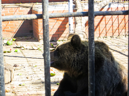 Bear in the zooの写真素材