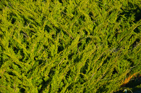 Natural background of the evergreen juniper bushの写真素材