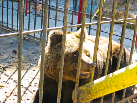 Bear in the zooの写真素材